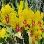 Dendrobium Thongchai gold